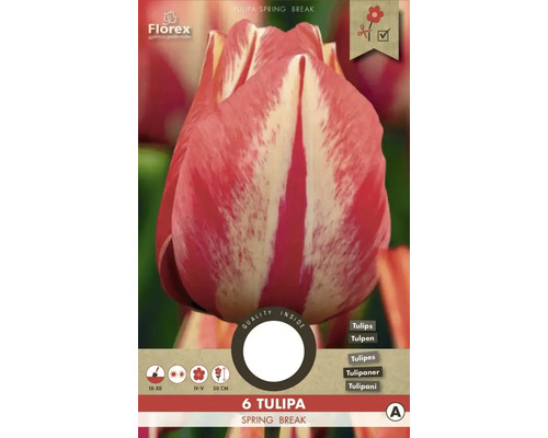 Blumenzwiebel Tulpe ' Spryng break ' 6 Stück
