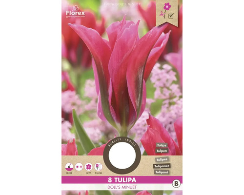 Blumenzwiebel Tulpe ' Doll's Minuet ' 8 Stück