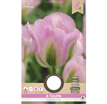 Verpackung mit acht Tulipa Groenland Blumenzwiebeln