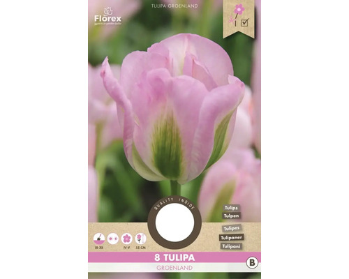 Blumenzwiebel Tulpe ' Groenland ' 8 Stück