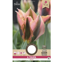 Sechs Tulipa Artist Blumenzwiebeln
