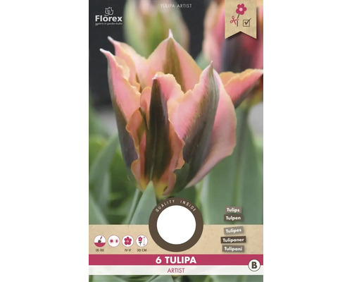Sechs Tulipa Artist Blumenzwiebeln