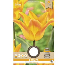 Verpackung mit acht Tulpen Moonblush Blumenzwiebeln