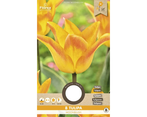 Blumenzwiebel Tulpe ' Moonblush ' 8 Stück