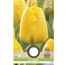 Verpackung mit acht Tulpen der Sorte Golden Apeldoorn
