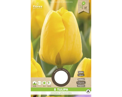 Blumenzwiebel Tulpe ' Golden Apeldoorn ' 8 Stück