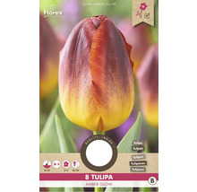 Tulpe Amber Glow, 8 Stück