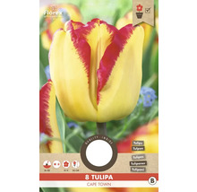 Tulpe Cape Town, Packung mit acht Stück