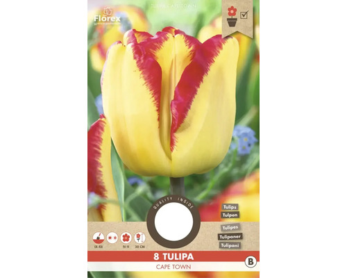 Blumenzwiebel Tulpe ' Cape Town ' 8 Stück