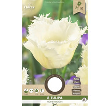 Packung mit acht Tulpen der Sorte Honeymoon
