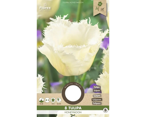 Packung mit acht Tulpen der Sorte Honeymoon