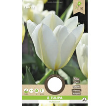 Verpackung mit 8 Tulipa Purissima Blumenzwiebeln