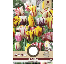 Verpackung Tulpen Rembrandt Mix, 8 Stück