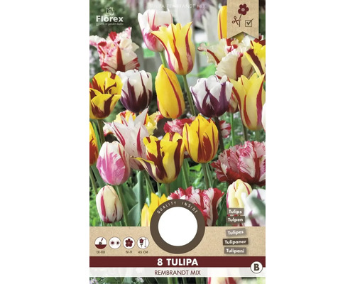 Blumenzwiebel Tulpe ' Rembrandt Selected Mix ' 8 Stück