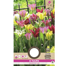 Verpackung Tulpen Viridiflora Mix, 8 Stück