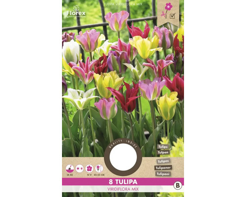 Blumenzwiebel Tulpe ' Viridiflora Selected Mix ' 8 Stück