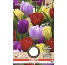 Verpackung mit 8 frühen einfachen Tulpenmischungen