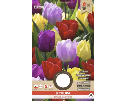 Blumenzwiebel Tulpe ' Einfach Frushe Misschung ' 8 Stück