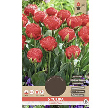 Verpackung mit sechs Tulipa Pamplona Blumenzwiebeln