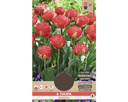 Verpackung mit sechs Tulipa Pamplona Blumenzwiebeln