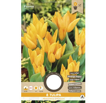 Verpackung mit acht Tulipa Praestans Shogun Zwiebeln