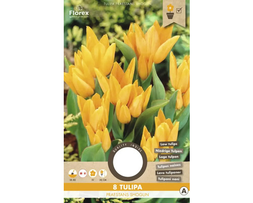 Blumenzwiebel Tulpe ' Praestants Shogun ' 8 Stück