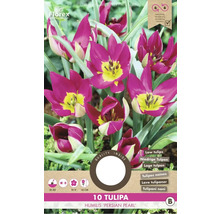 Verpackung mit zehn Tulipa humilis Persian Pearl Blumenzwiebeln