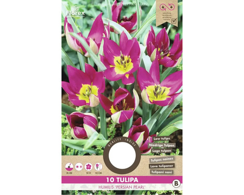Blumenzwiebel Tulpe ' Pulchella Persian Pearl ' 8 Stück
