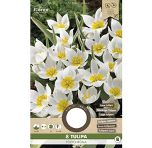Verpackung mit acht Tulipa polychroma Blumenzwiebeln