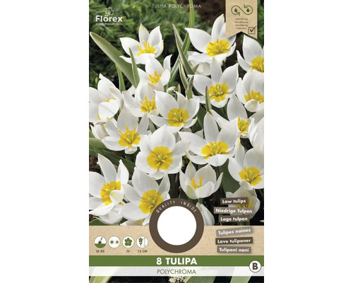 Blumenzwiebel Tulpe ' Polychroma ' 8 Stück