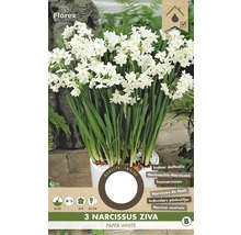 Drei Papierweiße Narzissen Ziva in einem Topf