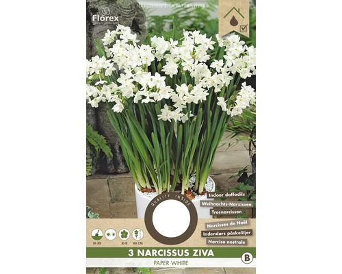 Drei Papierweiße Narzissen Ziva in einem Topf