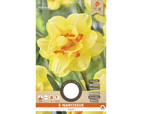 Blumenzwiebel Narzisse ' Tahiti ' 5 Stück