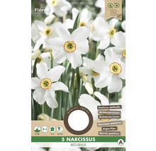 Verpackung mit fünf Narcissus recurvus Blumenzwiebeln