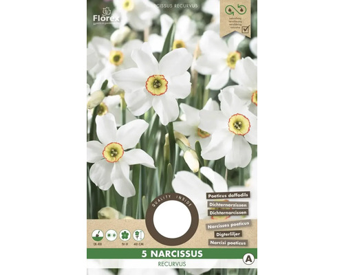 Blumenzwiebel Narzisse ' Recurvus ' 5 Stück