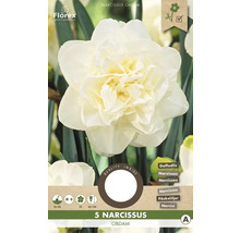 Blumenzwiebel Narzisse ' Obdam ' 5 Stück