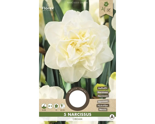 Blumenzwiebel Narzisse ' Obdam ' 5 Stück