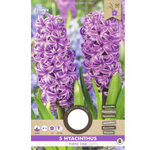 Verpackung mit fünf Hyazinthen Purple Star Blumenzwiebeln