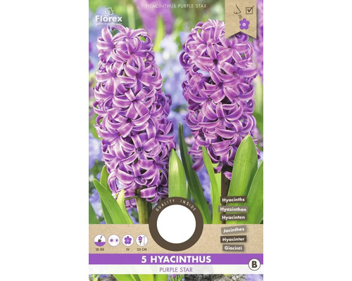 Verpackung mit fünf Hyazinthen Purple Star Blumenzwiebeln