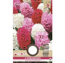 Verpackung mit 5 Hyazinthen, Sorte Red Blended