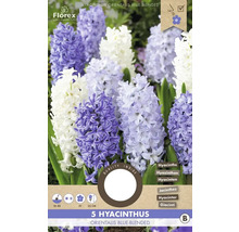 Packung mit 5 Hyazinthen Orientalis Blue-Blended