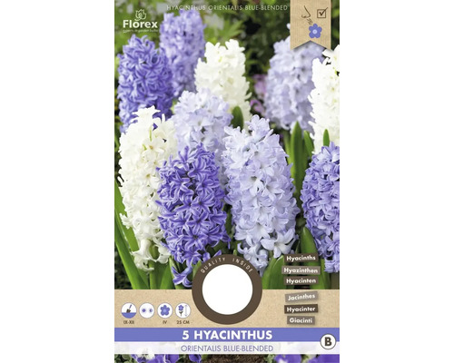 Blumenzwiebel Hyazinthe ' Orientalis Blue-blended ' 5 Stück