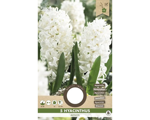 Blumenzwiebel Hyazinthe ' Aiolos ' 5 Stück