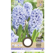 Verpackung mit 5 Hyazinthen der Sorte Delft Blue