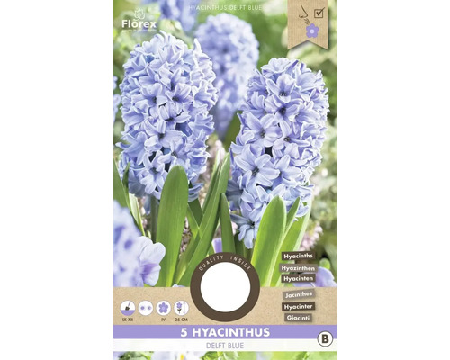 Blumenzwiebel Hyazinthe ' Delft Blue ' 5 Stück