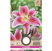 Verpackung mit drei orientalischen Lilien der Sorte ''Star Gazer''