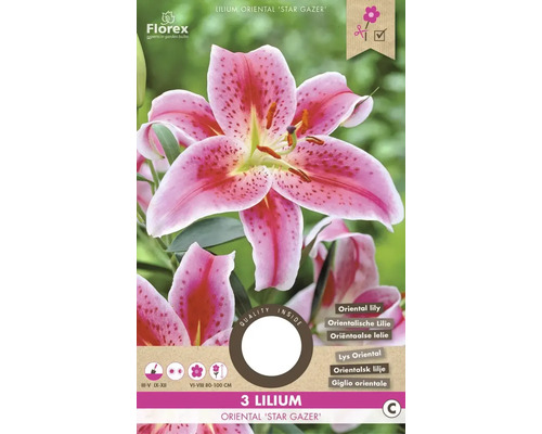 Blumenzwiebel Lilie ' Stargazer ' 3 Stück