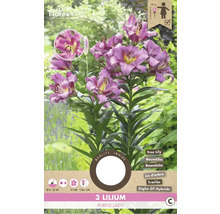 Lilien Purple Lady, drei Stück, Baumlilie