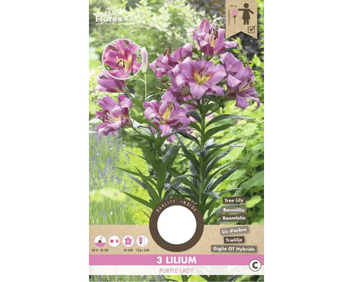 Blumenzwiebel Lilie ' Purple Lady ' 3 Stück HORNBACH
