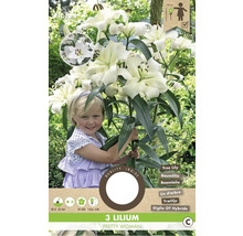 Verpackung mit drei Lilien der Sorte Pretty Woman